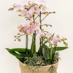 LA GREEN TOUCH - Système d'arrosage pour orchidées avec réservoir et mèches