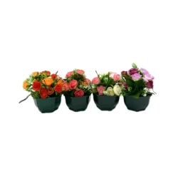 MARICHAL - Coupe de mini roses assorties, 17xH20cm (1kg)