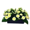 MARICHAL - Jardinière 40Cm de 48 chrysantheme crème , H35CM - L50Cm, 5Kg