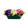 MARICHAL - Jardinière 30Cm de primevères en couleurs assorties, H25 CM - L38 Cm