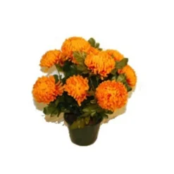 MARICHAL - Pot de 14 chrysantheme tabac , H37CM - L38Cm, 2Kg