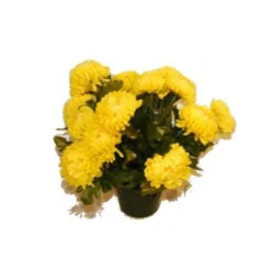MARICHAL - Pot de 14 chrysantheme jaune , H37CM - L38Cm, 2Kg