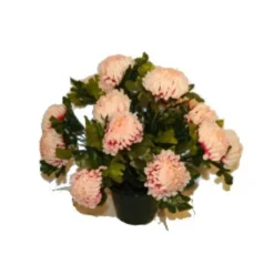 MARICHAL - Pot de 14 chrysantheme fushia , H37CM - L38Cm, 2Kg