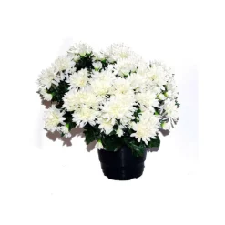 MARICHAL - Pot de chrysantheme pomponette crème , H32CM - L36Cm, 2Kg