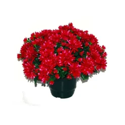 MARICHAL - Pot de chrysantheme pomponette fushia , H32CM - L36Cm, 2Kg