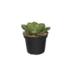 MICA - Crassulacae artificiel, en pot D7 x H.11 cm