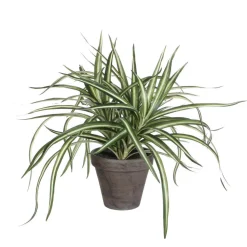 MICA - Dracaena en pot basalte Ø 11,5 cm, blanc et vert Ø 40 x H. 34 cm