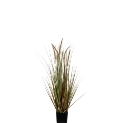 MICA - Herbe panache dogtail en pot, vert H. 120 cm