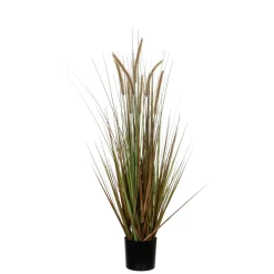 MICA - Herbe panache dogtail en pot, vert H. 150 cm