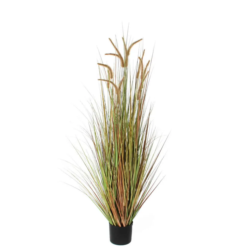 MICA - Herbe panache dogtail en pot, vert H. 150 cm