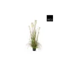 MICA - Herbe panache foxtail en pot, vert H. 150 cm