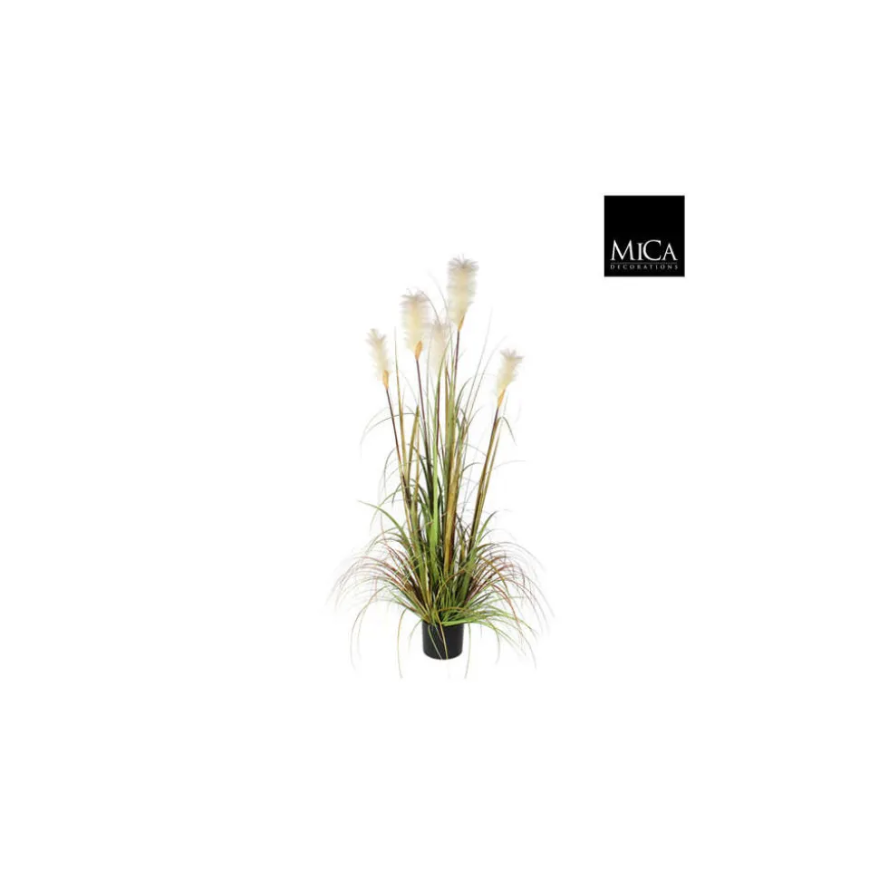 MICA - Herbe panache foxtail en pot, vert H. 150 cm