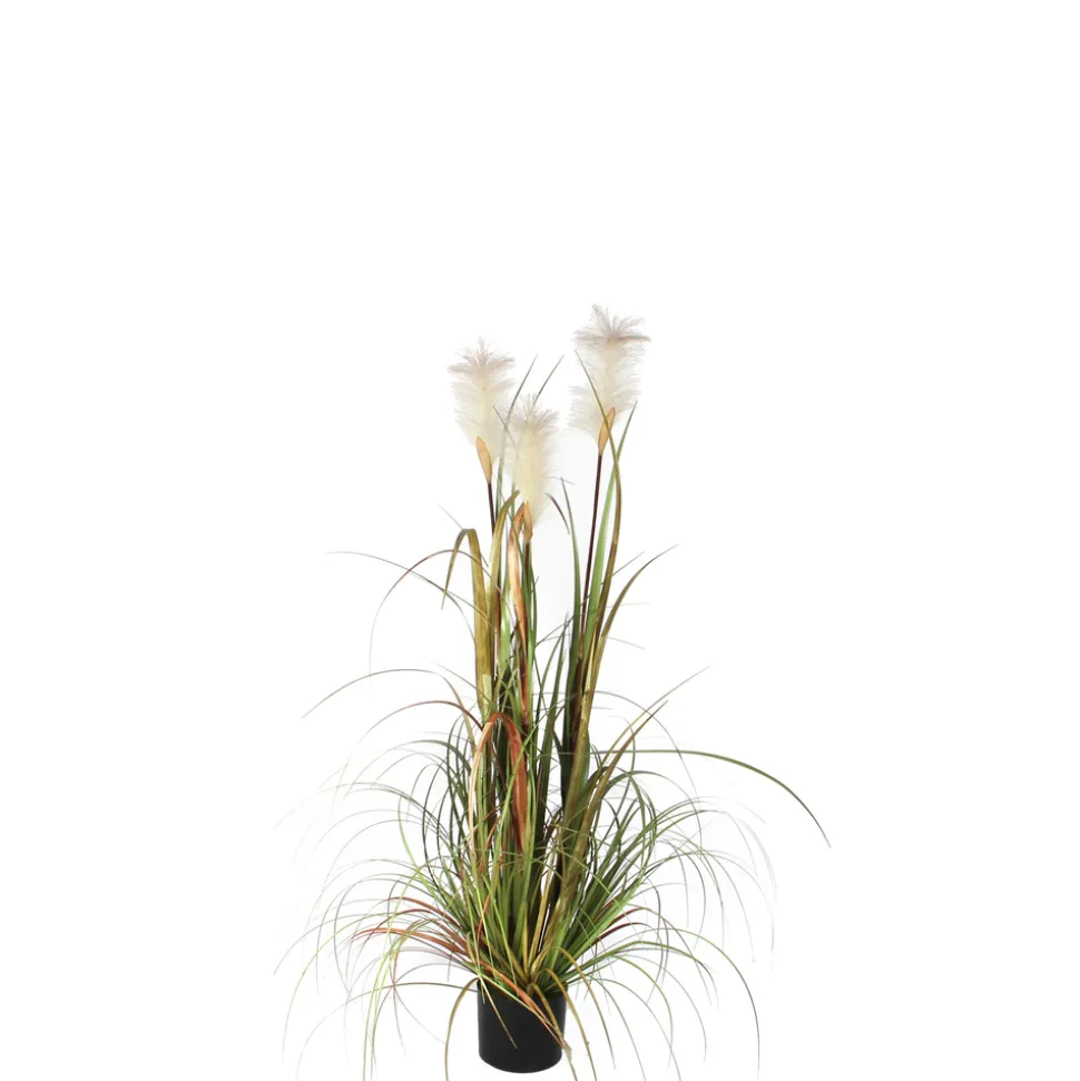 MICA - Herbe panache foxtail en pot, vert H. 120 cm