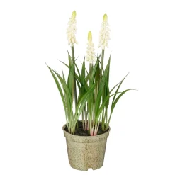 MICA - Plante artificielle muscari, coloris crème - H.26xD.13cm