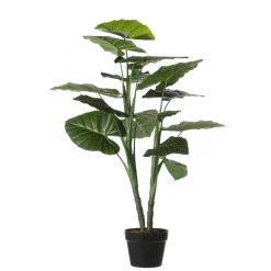 MICA - Plante taro en pot H.100xD.70cm