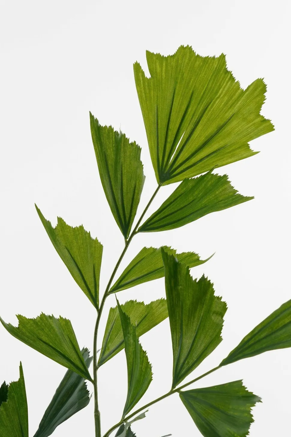 MICA DECORATIONS - Mica decorations - palmier queue-de-poisson plante artificielle vert h150