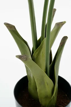 MICA DECORATIONS - Mica decorations - palmier queue-de-poisson plante artificielle vert h150