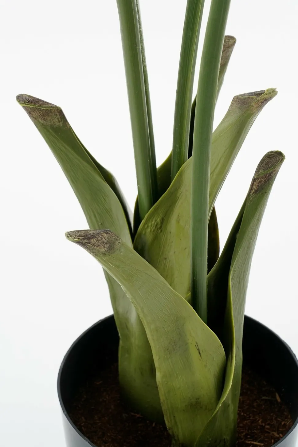 MICA DECORATIONS - Mica decorations - palmier queue-de-poisson plante artificielle vert h150