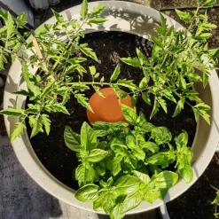 OLLAS ORIGIN - Céramique d'irrigation Ollas Jamet Origin n°1 - 50cl