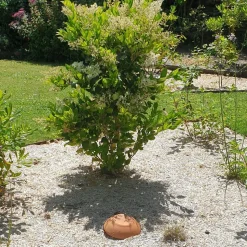 OLLAS ORIGIN - Céramique d'irrigation Ollas Jamet Origin n°8 - 35L