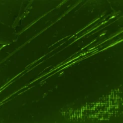 PÉBÉO - Peinture à l'huile fine xl studio - terre verte - 200 ml