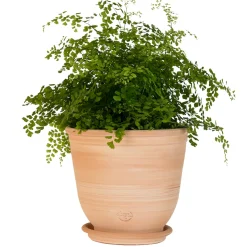 TERRABLANCA - Pot Campana en terre cuite claire Ø 20 x H. 18 cm